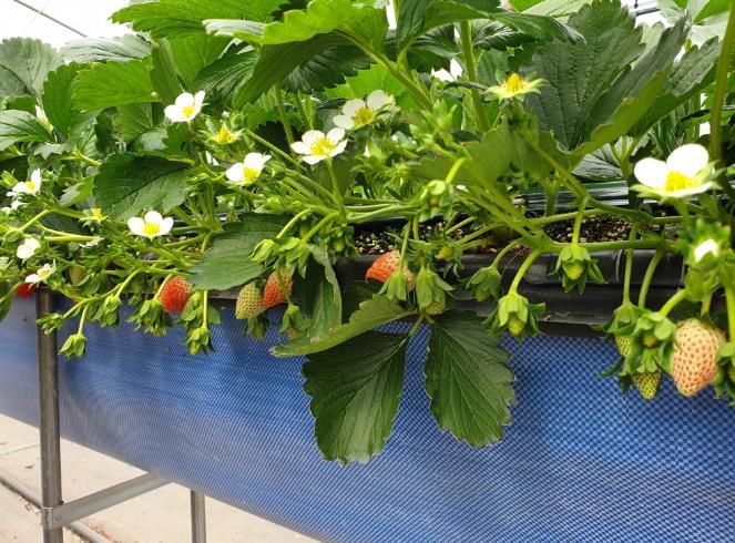 고성군 딸기, 젊은피 수혈로 활력 되찾아