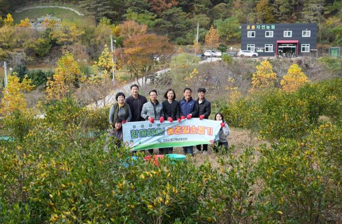 고성군 인구청년추진단, 가을빛처럼 노란 치자 따기 실시