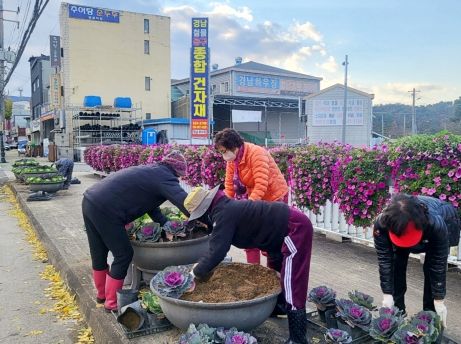 창녕읍 단체 회원들이 창녕읍 일원에 겨울꽃을 식재하는 모습