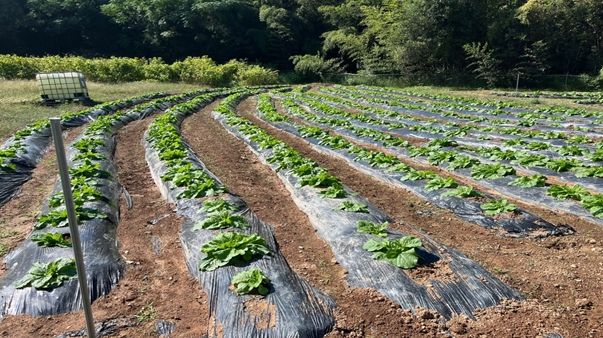 18년의 전통, 고성군 이웃사랑김장나눔축제 대성황