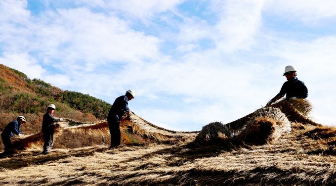 의령 잊혀 가는 초가지붕 이엉 잇기 작업