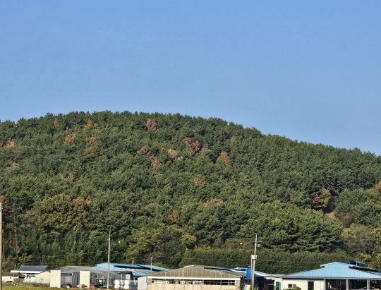 경남 고성군, 예비비 등 15억 원 투입으로 소나무재선충병 피해 확산방지 총력 대응 !