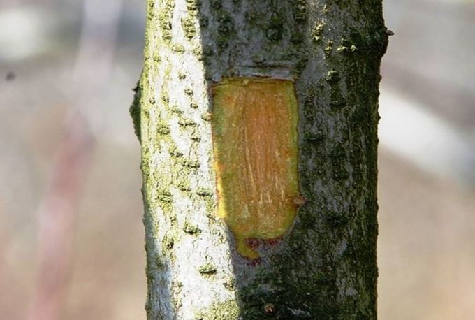 경북도, 사과 수확 후 철저한 과원관리로 이상기후 대비!