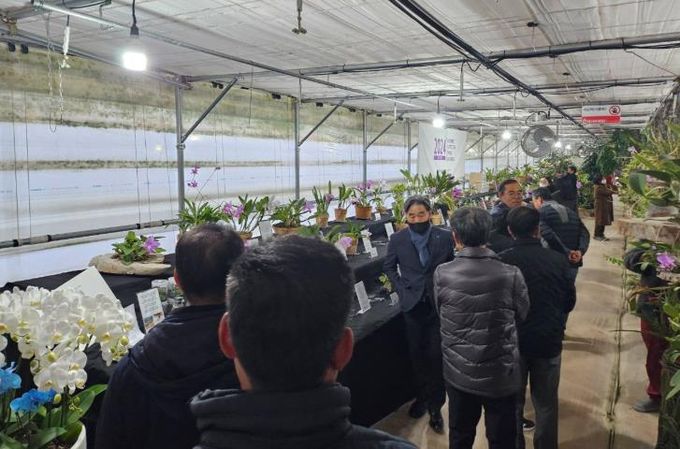 진주에서 감미로운 카틀레야 향기를 느껴 보세요~