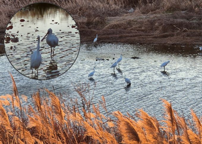 고성군, 노랑부리 저어새 고성천에 찾아 오다