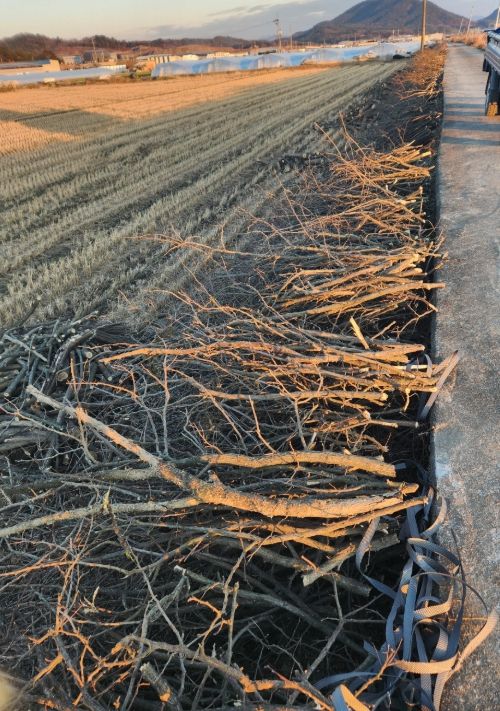 함안군 법수면, 도로·하천 지장목‘땔감’으로 재탄생…