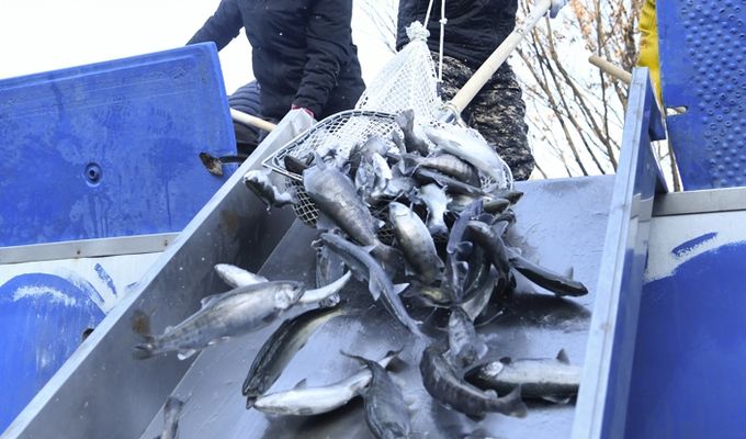 4일 화천군 화천읍 논미리 축양장에 전국 각지에서 양식된 산천어들
