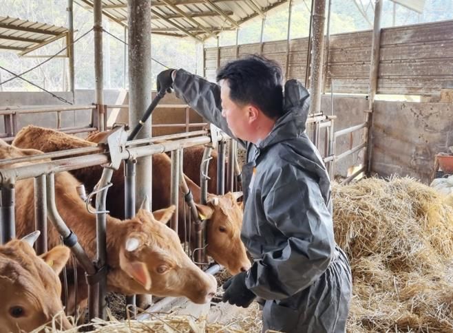 함안군, 1월 송아지 구제역 백신접종 추진
