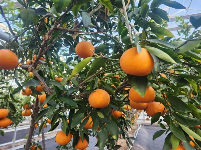 고성군 기후변화 대응 아열대 과수 만감류 이야기