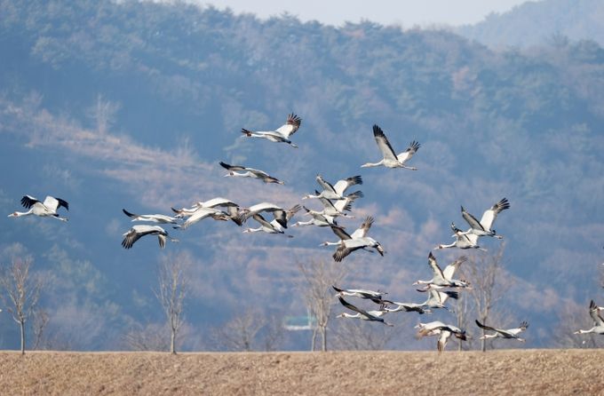 3년째 의령 찾은 '부의 상징' 재두루미