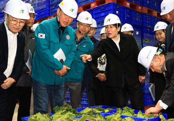 배추 무 비축 및 출하 상황 점검(aT 장성비축기지)