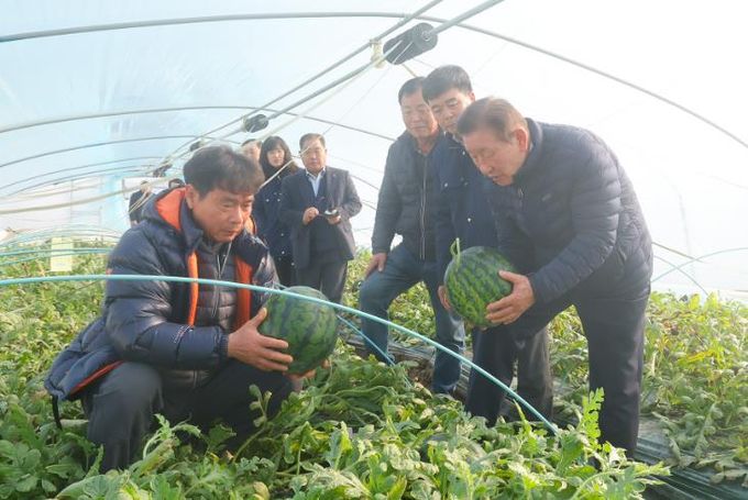 조근제 함안군수, 겨울수박 출하 현장 방문
