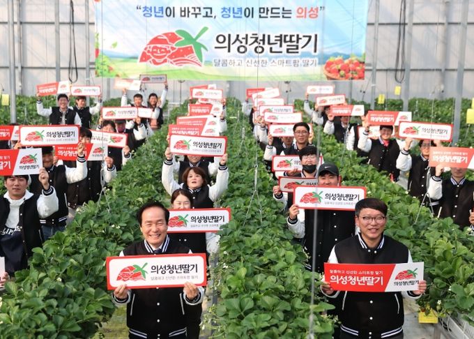 의성청년농부가 생산한‘의성청년딸기’생산에서 유통까지 첨단농업확산을 위한 꾸준한 노력 중