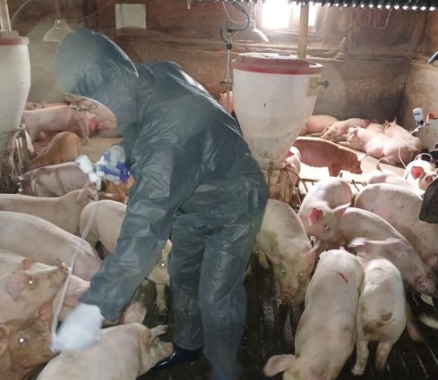 함안군, 1차 돼지열병 예방사업 추진