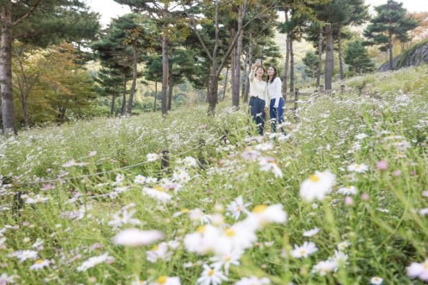 동의보감촌 구절초