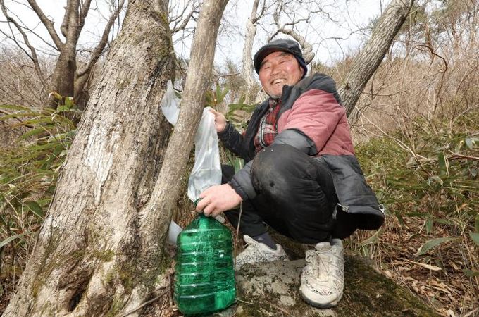 산청군 고로쇠 수액 채취 시천면 거림마을 이삼석