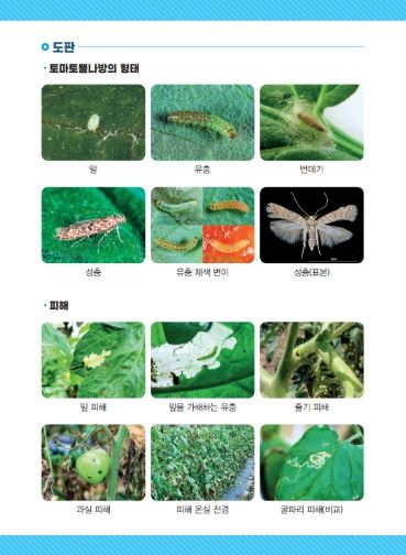 토마토뿔나방 관리(예찰·방제) 안내문