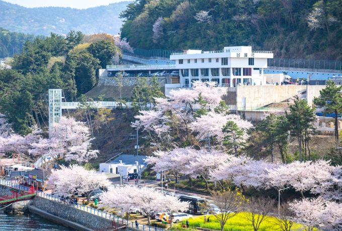 꽃피는 남해 및 설천 벚꽃