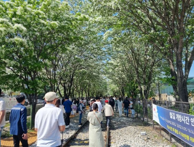 팔복동 철길, 이팝나무꽃 개화기 전면 개방