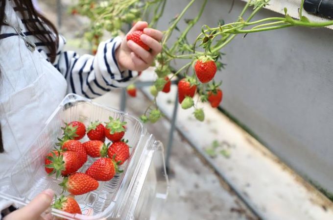 진주청동기문화박물관, 체험프로그램 ‘브론즈 딸기 뷔페’운영