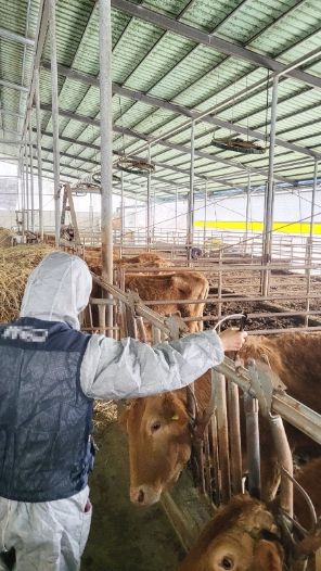 함양군은 구제역 바이러스의 유입을 사전 차단하기 위해 모든 행정력을 동원하여, 3월 14일부터 소와 염소(소 454호 1만 4,800마리, 염소 109호 4,400마리)에 대한 긴급 예방접종에 돌입했다.