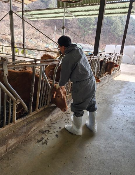 의령군, 구제역 예방 소·염소 농가 백신 접종