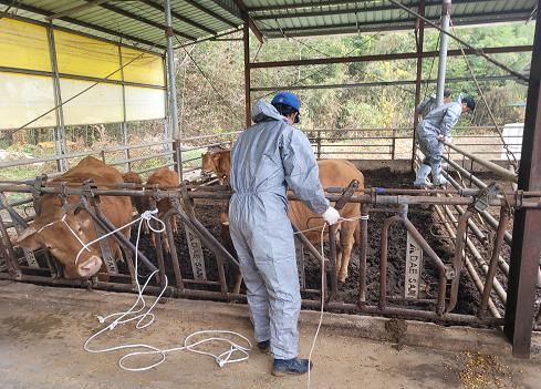 확산하는 구제역, 하동군 발 빠른 방역 돌입