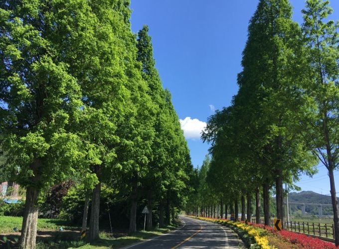 메타세쿼이아 가로수길