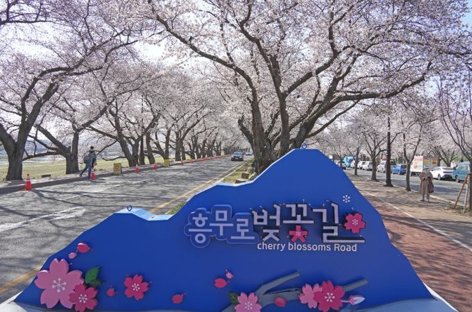 흥무로 벚꽃.