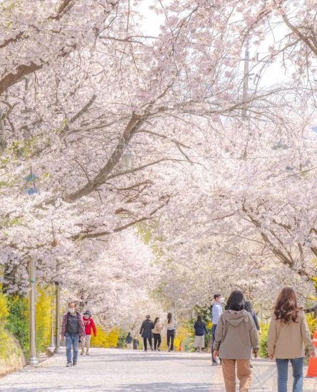 강화산성 북문(벚꽃)