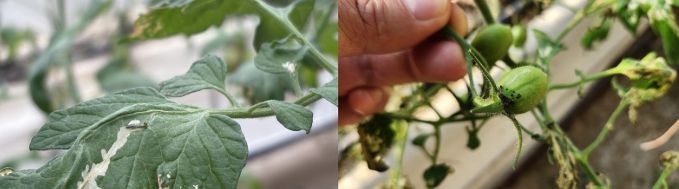 토마토뿔나방 피해 상황 및 성충. (사진제공-나주시)