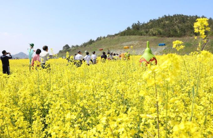 코레일 기차여행 진도 유채꽃 축제 사진