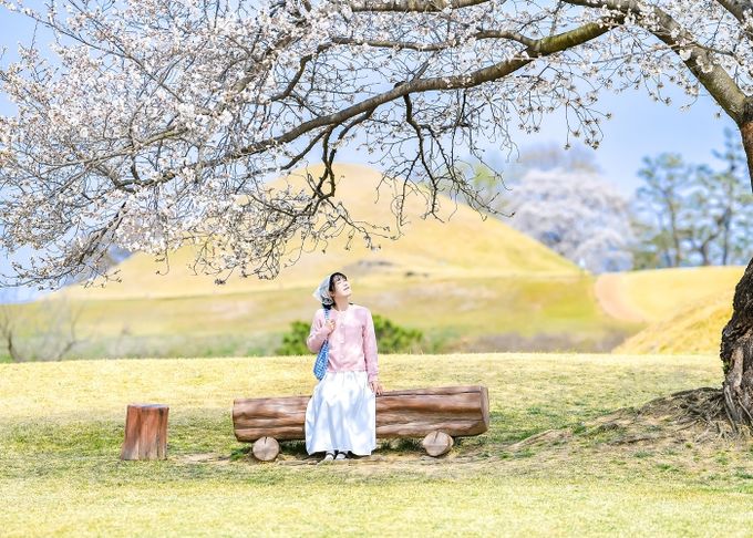 말이산고분군 나홀로 벚나무