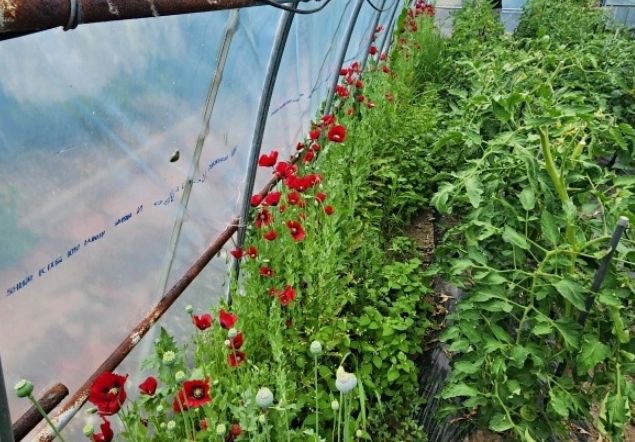 사천해경, 대마·양귀비 등 마약류 범죄 집중단속