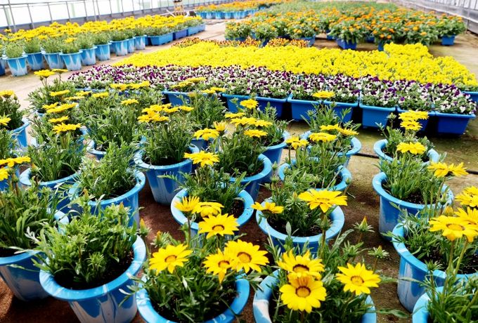 유관기관 꽃화분 분양