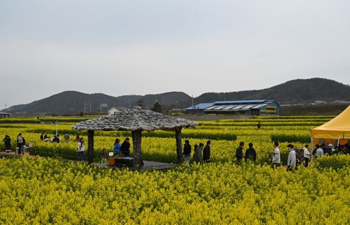 포항시 호미곶면 일원에 조성된 호미반도 경관농업단지에 유채꽃이 만개하면서 관광객들에게 많은 인기를 얻고 있다.