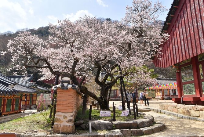 장성 백양사 고불매