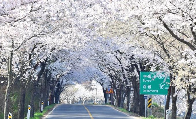 벚꽃이 만개한 장곡사 벚꽃길