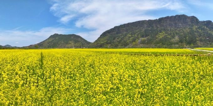 순창 채계산 출렁다리 유채꽃밭(순창군청 제공)