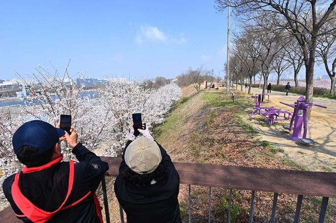 활짝 핀 벚꽃 아래, 미사한강모랫길을 찾은 시민들이 봄의 정취를 만끽하며 사진을 찍고 있다.