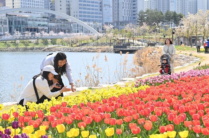 미사호수공원을 찾은 시민들이 형형색색 활짝 핀 튤립을 감상하며 봄의 정취를 즐기고 있다.