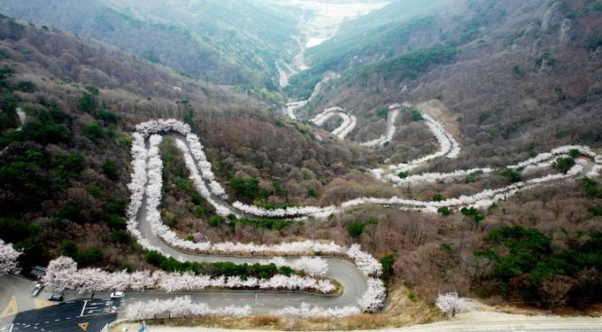 의령 자굴산 색소폰도로에서 ‘벚꽃 엔딩’ 즐겨요