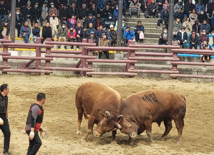 제21회 창녕 전국 민속소힘겨루기대회