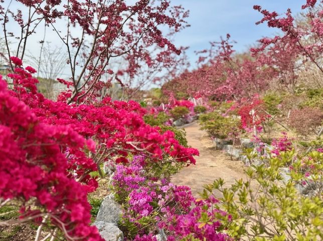 장생포 오색수국정원, 겹벚꽃, 서부행당화 만개 ... 봄 정취 물씬(서부해당화)