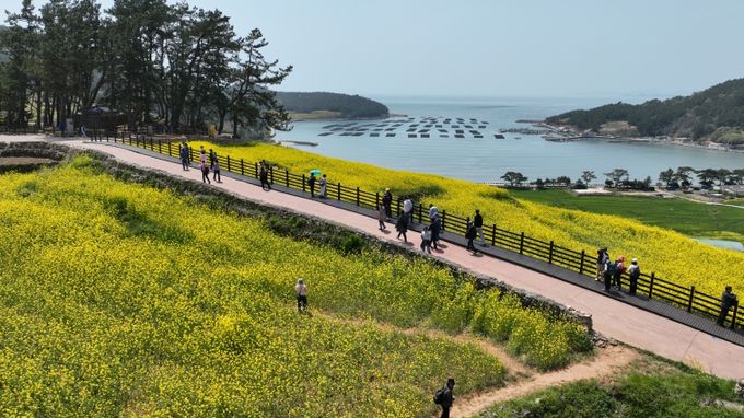 유채꽃이 만개한 청산도 슬로길 전경