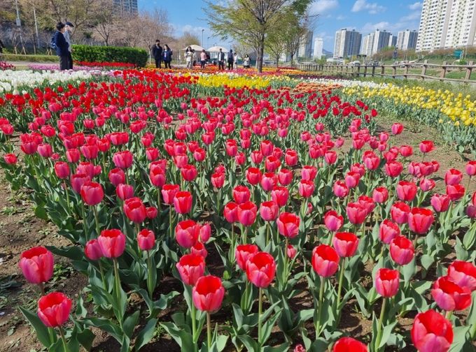 중랑천 사계정원의 튤립이 만개한 모습