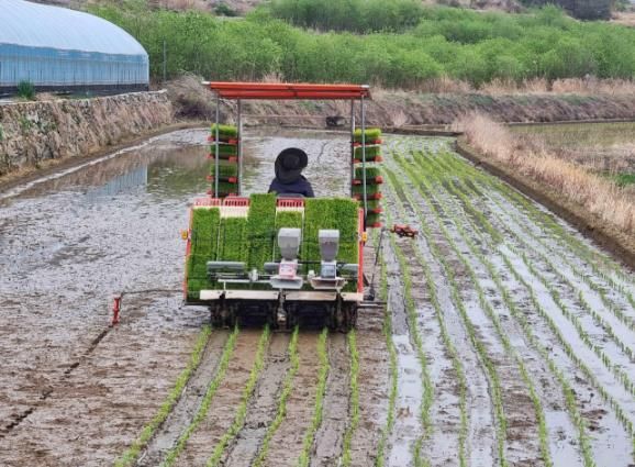 하동군, 양보면 우복리 동촌마을 첫 모내기…9월 초 수확 예정