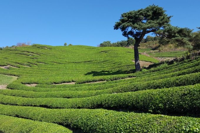 하동 정금차밭