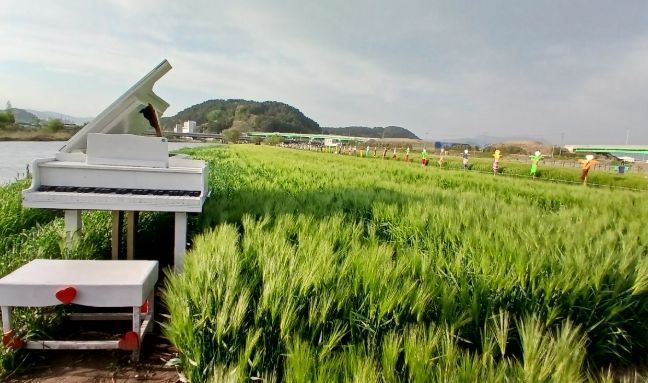 김해 허수아비 청보리밭 시민과 탐방객 맞기 위한 준비