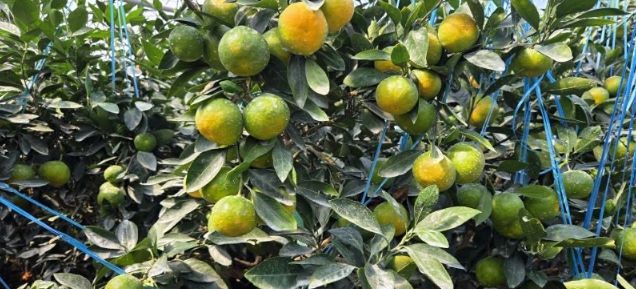 서귀포시, 2025년산 가온재배 하우스 감귤 첫 수확 시작